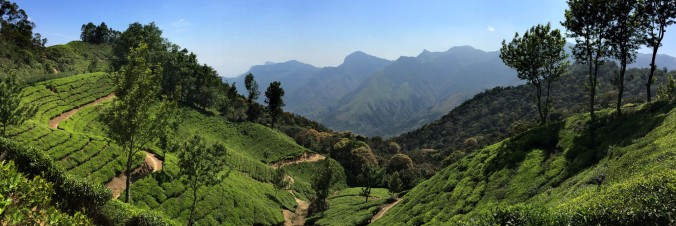Tea plantations everywhere one looks in Munnar.
